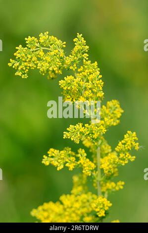 Lady's Bedstraw (Galium Verum), Nordrhein-Westfalen, Deutschland, Gelbes Bedstraw, Unsere Lady's Bedstraw, Mädchenhaar, Gelbes Bett, Stroh, Käselabel Stockfoto