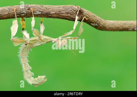 Riesenstechinsekt (Extatosoma tiaratum), weiblich, Geisterinsekt Stockfoto