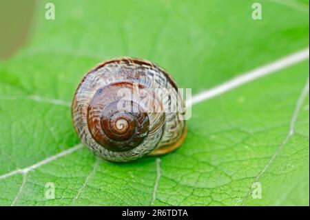 Zwergschnecke (Arianta arbustorum), Nordrhein-Westfalen, Baumschnecke, Baumschnecke, Deutschland Stockfoto