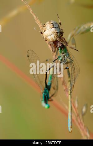 Furchenweber mit beschlagnahmten Dammfliegen, Nordrhein-Westfalen, Deutschland (Araneus foliatus), Furchenspinne (Larinioides cornutus), Blattspinne Stockfoto