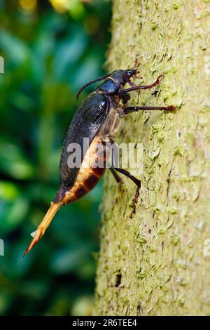 Tanner Beetle, weiblich, Niedersachsen, Deutschland, Prionus coriarius, Sawyer Beetle Stockfoto