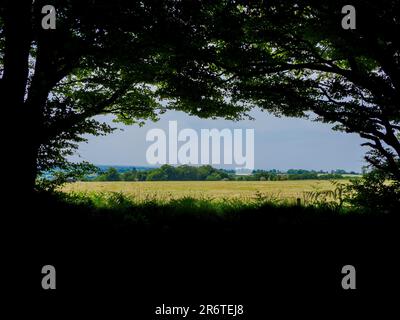Blick über die Landschaft vom Inneren des Waldes auf Staple Hill, dem höchsten Punkt in den Blackdown Hills, Somerset, Großbritannien Stockfoto