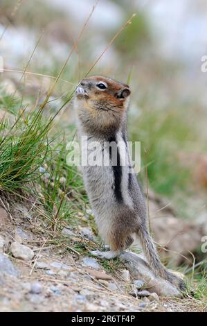 Banff National Park, Alberta (Citellus lateralis), Goldmantelgopher (Spermophilus lateralis), Streifenhörnchen, Kanada Stockfoto