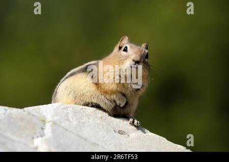 Banff National Park, Alberta (Citellus lateralis), Goldmantelgopher (Spermophilus lateralis), Streifenhörnchen, Kanada Stockfoto