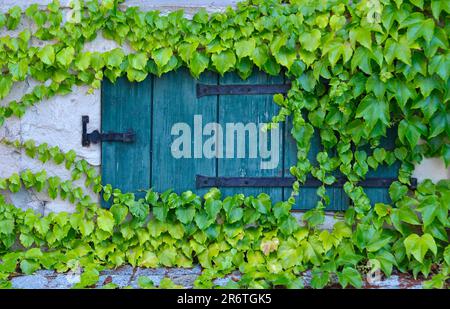 Holzladen mit Wildweinen (Vitis vinifera subsp. Sylvestris), wilde Weinrebe, echte Wildrebe Stockfoto