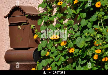 Kletterpflanze, schwarzäugige susanrebe (Thunbergia alata), Briefkasten, Zeitungsröhre Stockfoto