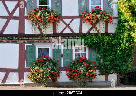 Fachwerkfassade, Geranien (Pelargonium), verschiedene Blumen in Töpfen, in Eimern, Geranien Stockfoto