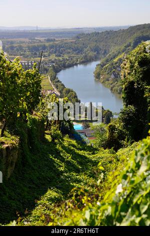 Weinbergterrassen, Weindorf Mundelsheim am Neckar, Weinberge, Felder, Wiesen, steile Hänge, Fluss : Neckar, Wein und Obst Wanderweg in der Nähe Stockfoto