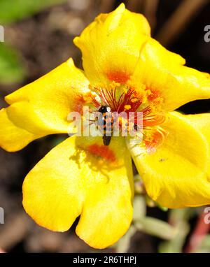 Marienkäfer (Portulaca grandiflora), Rosenmakrele, Asiatische Marienkäfer (Harmonia axyridis) Stockfoto