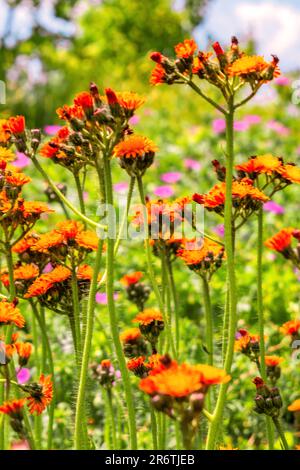 BADEN-WÜRTTEMBERG : GARTENSHOW BALINGEN - ORANGEFARBENES HABICHTSKRAUT Stockfoto