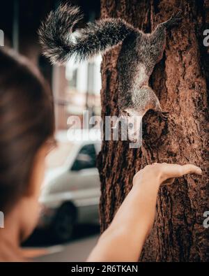 Ein seltsames Eichhörnchen in einem Baum erforscht den Duft einer Frauenhand. Eine entzückende Begegnung zwischen Natur und Mensch in einem Moment der Verbindung Stockfoto