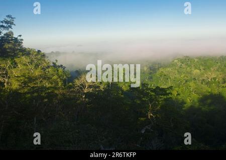 Dunst über dem Regenwald, Cristalino State Park, in der Nähe von Alta Floresta, Mato Grosso, Brasilien, Amazonien Stockfoto