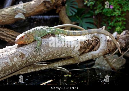 Eidechsen (Paraguay Caiman Lizard) (Dracaena guianensis) (Dracaena paraguayensis) Stockfoto