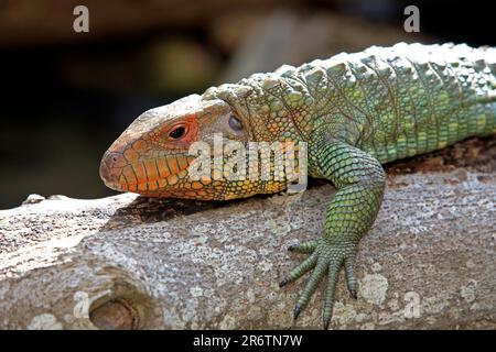 Paraguay Caiman Lizard (Dracaena guianensis) (Dracaena paraguayensis), Side Stockfoto