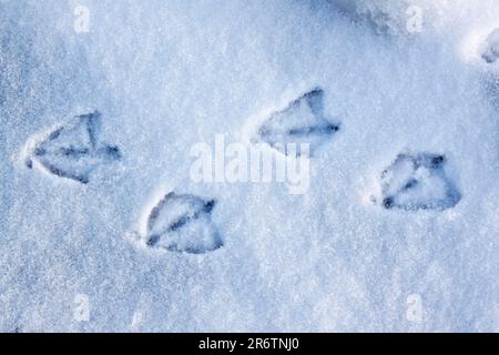 Mallard (Anas platyrhynchos), Fußabdrücke im Schnee, Schleswig-Holstein, Deutschland Stockfoto