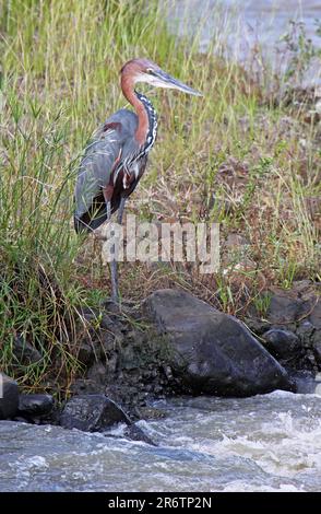 Goliathreiher, goliath heron (Ardea goliath), S. Stockfoto