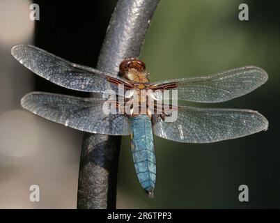 Nahaufnahme eines breiten Chaser Dragonfly hoch oben auf einem Metallpfahl (Libellula depressa) Stockfoto