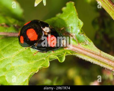 Paarung der 4 gepunkteten Farbform des Harlekin-Marienkäfers Harmonia axyridis f. spectabilis in einem britischen Garten Stockfoto