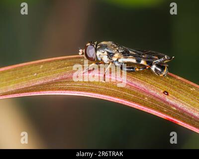 Erwachsene Frau, dickbeinige Hoverfly, Syritta pipiens, britische Tierwelt und Gartenbesucher Stockfoto