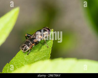 Erwachsene Frau, dickbeinige Hoverfly, Syritta pipiens, britische Tierwelt und Gartenbesucher Stockfoto