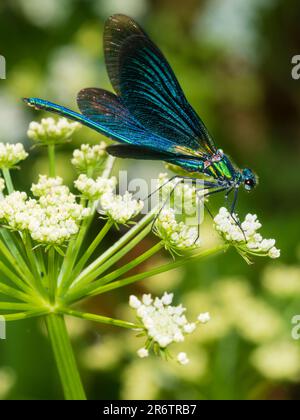 Schillernde blaue und grüne Färbung einer reifen männlichen wunderschönen demoiselle, Calopteryx virgo, in einem Dartmoor-Garten, Großbritannien Stockfoto