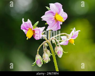 Lila Blüten der zweiten Frühkartoffel, Solanum tuberosum, „Maris Peer“ Stockfoto