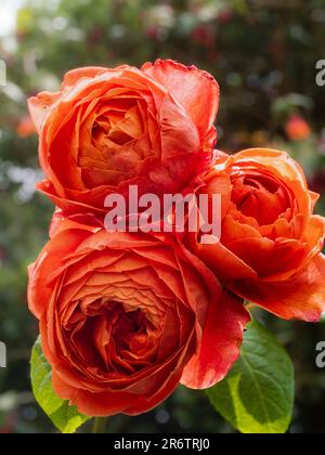 Duftende, rot-orangefarbene Blüten der David Ausetn Bred English Rose, „Summer Song“ Stockfoto