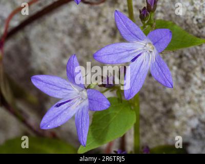 Stern wie blaue Blüten der nachlaufenden Glockenblume, Campanula poscharskyana, die gegen eine Wand wachsen Stockfoto