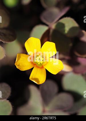 Gelbe Blume mit Bronzeblätter des schleichenden Holzhornfells, Oxalis corniculata var. Atropurpurea, ein mehrjähriges Gartenkraut Stockfoto