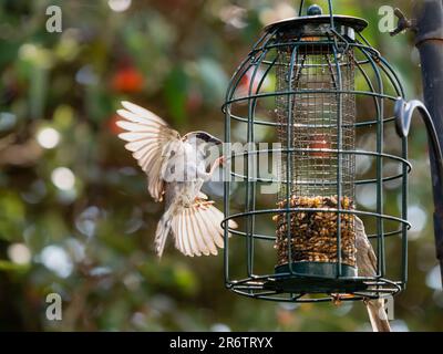 Männlicher Hausspatz, Passer domesticus, landete auf einem Vogelfutter mit ausgestreckten Flügeln und Beinen Stockfoto