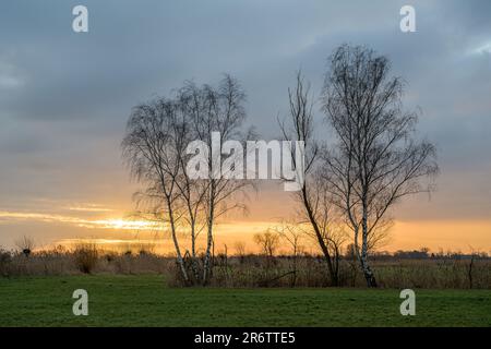 Eine idyllische Landschaft mit zwei kargen Bäumen bei Sonnenaufgang Stockfoto