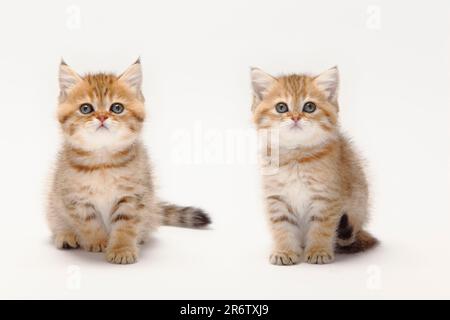 Britische Kurzhaarkatze, Kätzchen, schwarz-goldbeschattet, 8 Wochen, schwarz-goldfarben Stockfoto