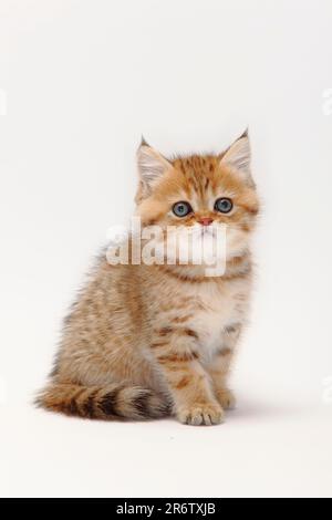 Britische Kurzhaarkatze, Kätzchen, schwarz-goldbeschattet, 8 Wochen, schwarz-goldfarben Stockfoto