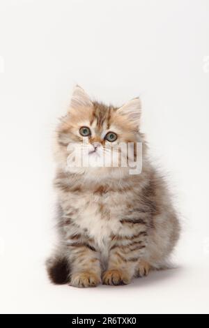 Britische Longhair-Katze, Kätzchen, 10 Wochen, schwarzer Goldmakrele, Highlander, Little Landern, Britanica, BLH Stockfoto