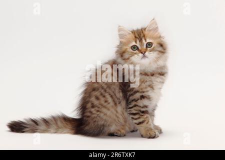 Britische Longhair-Katze, Kätzchen, 10 Wochen, schwarzer Goldmakrele, Highlander, Lowlander, Britanica, BLH, lateral Stockfoto