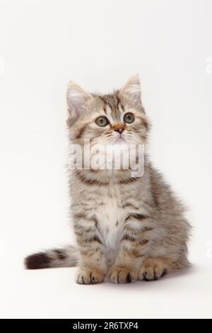 Britische Longhair-Katze, Kätzchen, 10 Wochen, schwarzer Goldmakrele, Highlander, Little Landern, Britanica, BLH Stockfoto