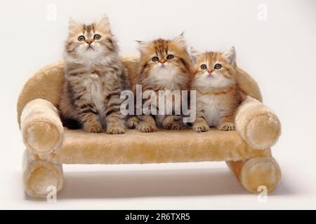 Britische Longhair-Katze, Kätzchen, 10 Wochen, und Britische Kurzhaar-Katze, Highlander, Lowlander, Britanica, BLH, BKH Stockfoto