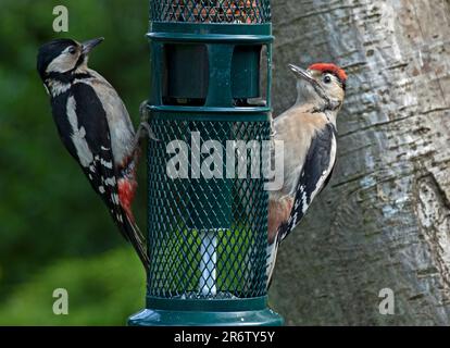Edinburgh, Schottland, Großbritannien. 11. Juni 2023 Erwachsene Frau und Junior mit dem roten Kopf große Spechte im Garten. Die beiden Vögel gehören nicht zur selben Familie und tolerieren sich ungewöhnlich gegenseitig, da es täglich viele Streitereien zwischen den verschiedenen Paaren und ihren Geschwistern gibt, wenn sie die Futterquellen zur gleichen Zeit besuchen. Obwohl Erdnüsse in der Zuführung sichtbar sind, bevorzugen sie derzeit Premium-Fettbällchen, die sich an der Rückseite der Zuführung befinden. Kredit: Arch White/alamy Live News. Stockfoto