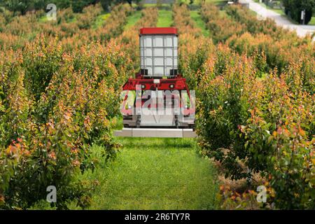 Die autonome Roboterspritze arbeitet in einem Obstgarten. Konzept der intelligenten Landwirtschaft Stockfoto