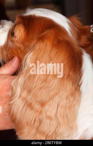 Grasschwindel im Haar des Hundeohres, Kavalier König Charles Spaniel, blenheim Stockfoto