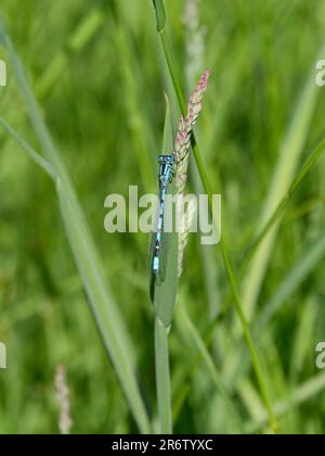 Männchen Blaue Jungfliege Enallagma cyathigerum Stockfoto