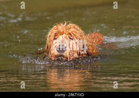 Ein goldendoodle Welpe schwimmt an einem sonnigen Tag in einem See. Stockfoto