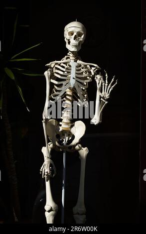 Modell Eines vollen menschlichen Skeletts in Einem Fenster, das mit seiner Hand winkt, UK Stockfoto