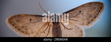 Niedliche schöne Schmetterling oder graue Motte mit farbigen Flügeln Stockfoto