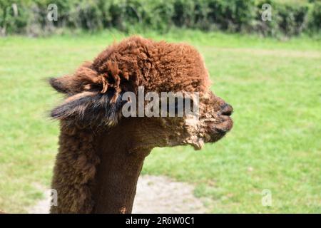 Braune Alpaka Stockfoto