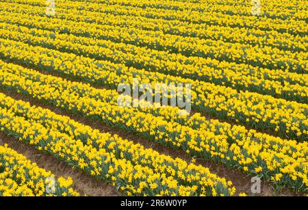 Narzissen auf dem Feld auf einem landwirtschaftlichen Ackerland Stockfoto