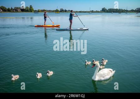 Zwei Paddelfahrer passieren einen Mutterschwan (Cygnus), auch bekannt als Kugelschreiber, und ihre acht Zygneten im Hafen von Chichester in Bosham in West Sussex, Großbritannien. Stockfoto