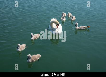 Ein Mutterschwan (Cygnus), bekannt als Kugelschreiber, und ihre acht jungen Zygneten, die im Hafen von Chichester und Bosham, West Sussex, Großbritannien, schweben. Stockfoto