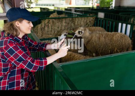 Landwirtin mit Tablet in einer Schaffalz. Herdenmanagement Stockfoto