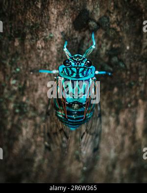 Blauer Käfer hoch oben auf einem Baum: Das kleine Juwel der Natur mit seinen lebendigen Farben, harmonisch mit seinem Arboreallebensraum in einem fesselnden Zauber Stockfoto